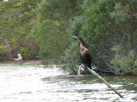 Cormorant at Cliff Pond IMG 4052